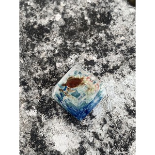 keycap rùa biển