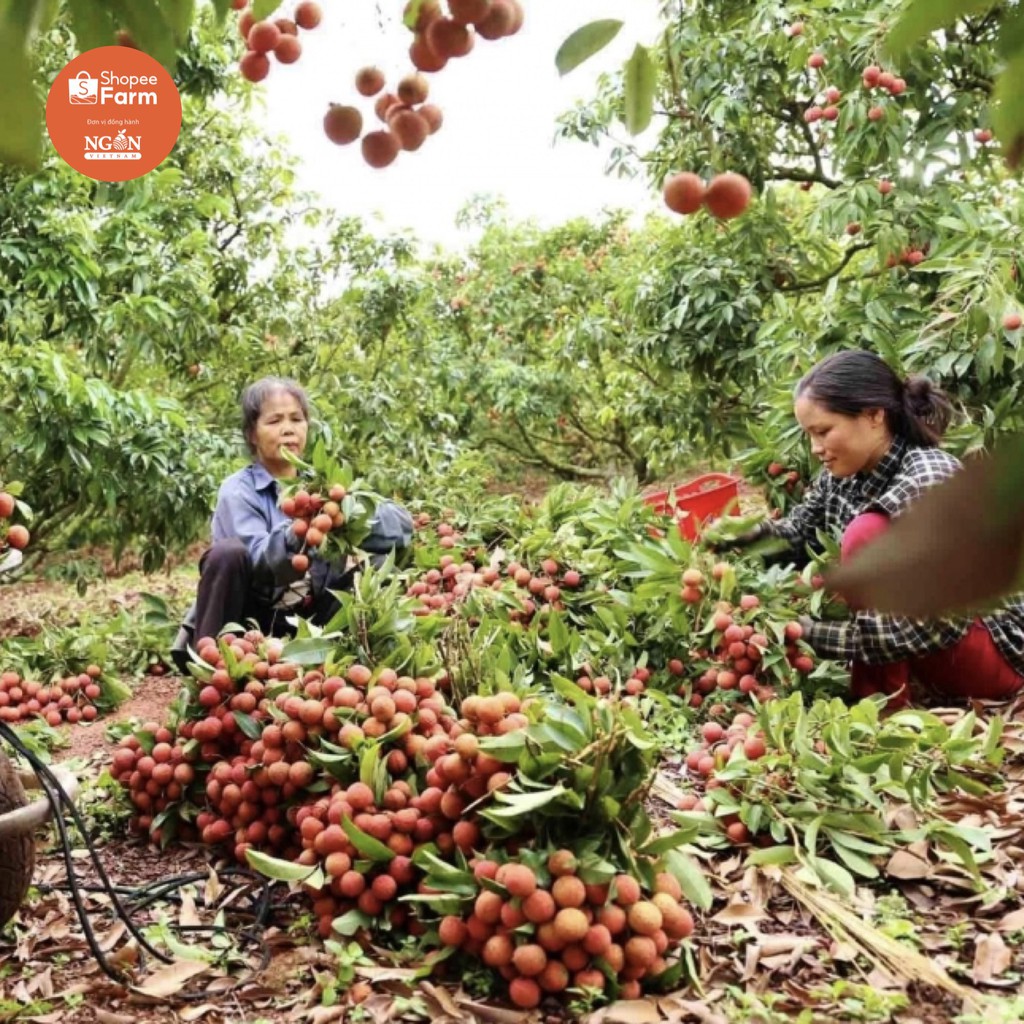 [HN] 1kg VIP PRO Vải thiều Lục Ngạn tiến vua thượng hạng ngọt sắc thơm mọng | BigBuy360 - bigbuy360.vn