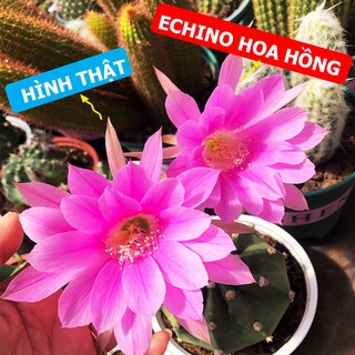Xương rồng echino hoa hồng đủ size, 1 đổi 1
