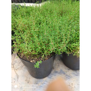 Cây xạ hương_Thyme - thần dược cho hệ thần kinh và hô hấp