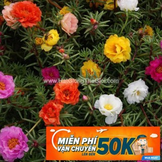 200h Hạt Giống Hoa Mười Giờ Mỹ Kép Nở Siêu Lâu Mix(C3.303| B9*V23) PHÚ ĐIỀN