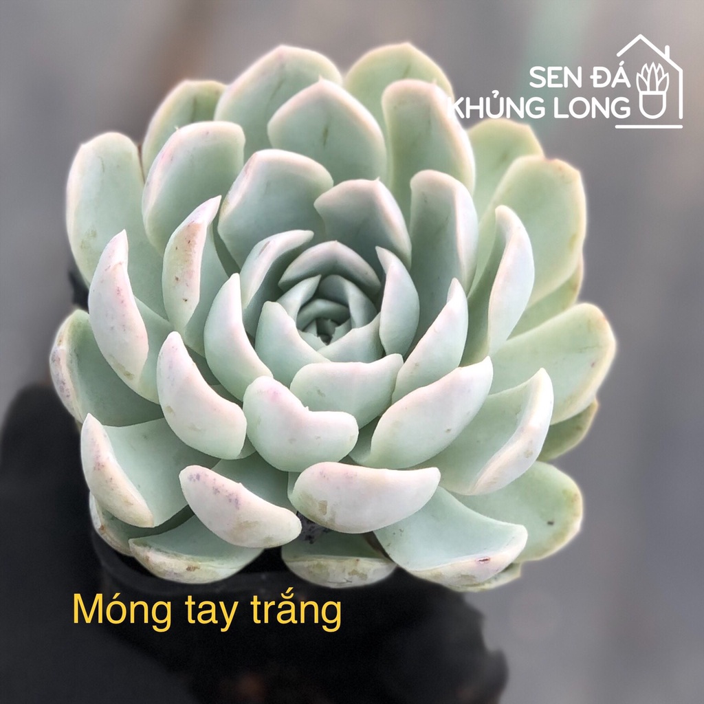 Sen đá Móng Tay - Echeveria elegans
