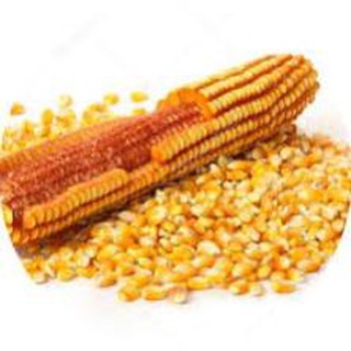 1kG Bắp Nổ - Mỹ (dùng làm món BẮP RANG BƠ)  NGON