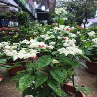 CÂY GIỐNG CÂY HOA NGỌC NỮ TRẮNG-, dòng cây giống