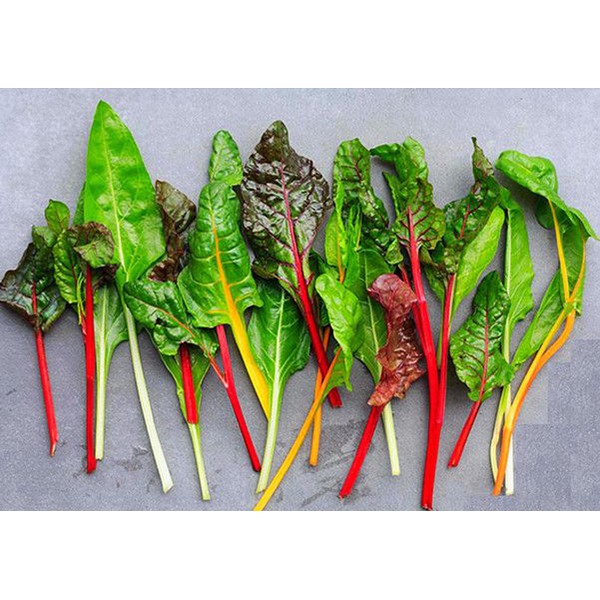 Hạt giống Rau cải cầu vồng, Cải bảy sắc cầu vồng dễ trồng (cải Swiss Chard)