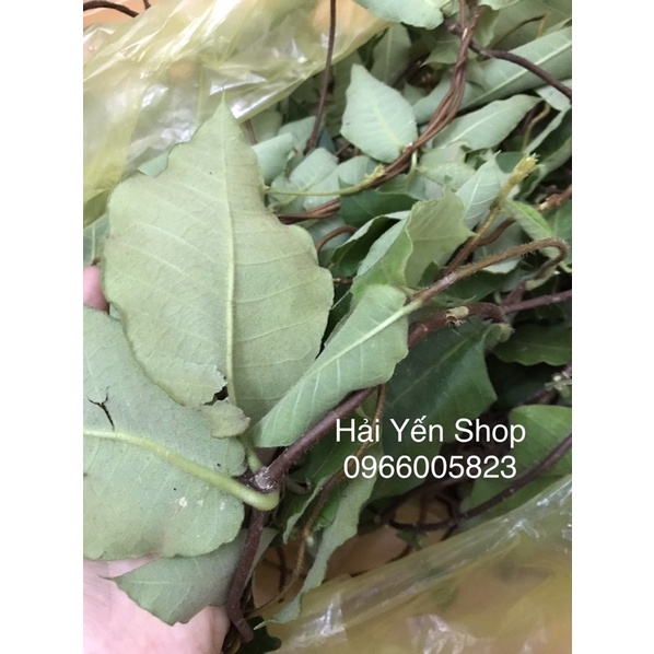 1kg Dây-Lá cây Hà Thủ Ô Đỏ tươi_khô