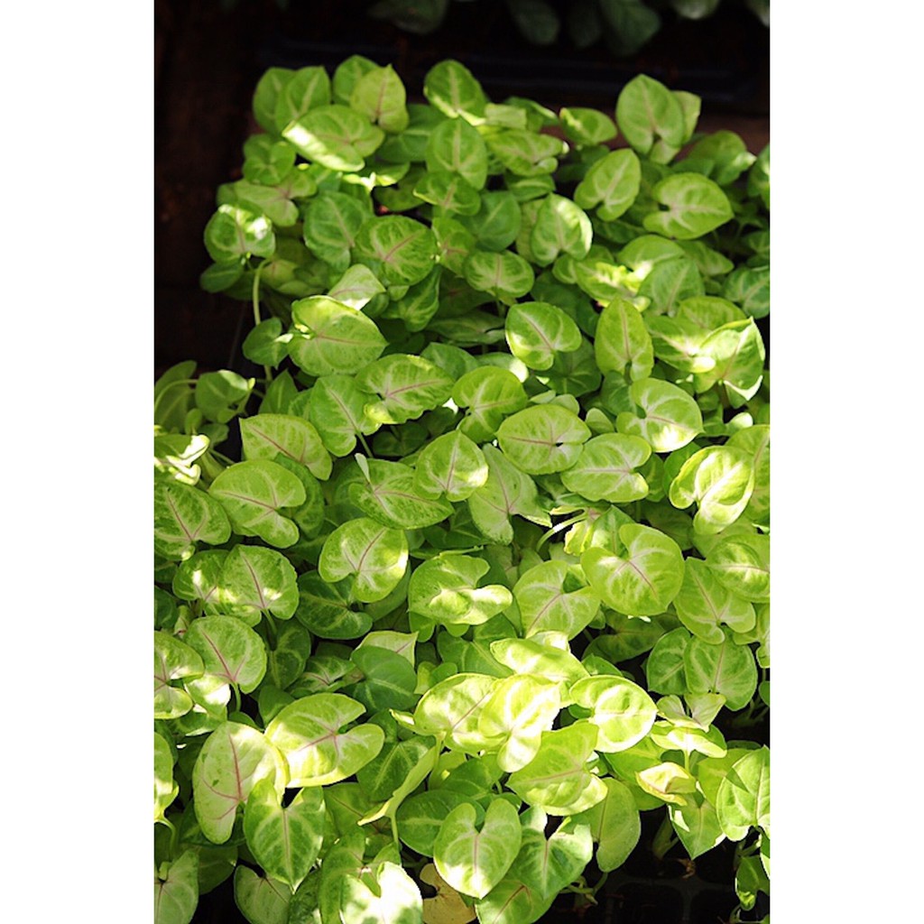Chậu cây Syngonium Golden Illusion - Môn 'Golden Illusion'