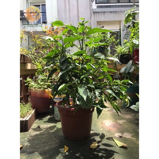 Hoàng lan - Ngọc lan tây - Y lan công chúa - Cananga Odorata - Cây đã sai hoa - Ylang Ylang- Thuần Nông HN