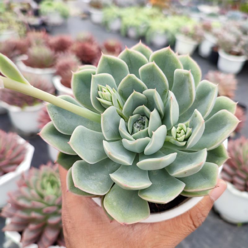 Sen Đá Liên Đài Trắng Size Trung Bình 10-12cm, Xuất Xứ PANDAA GARDEN Đà Lạt Khoẻ Đẹp, Thích Nghi Khí Hậu, Lỗi 1 Đổi 1