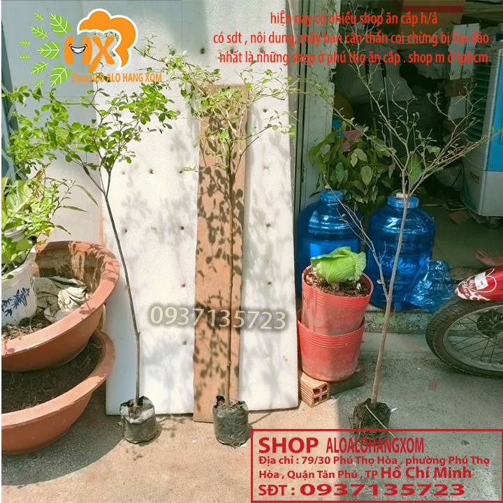 Cây bàng đài loan cao từ 79-90 cm