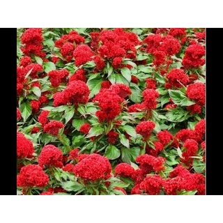 💥100H_HẠT GIỐNG MÀO GÀ BÚA (NẢY MẦM CHUẨN)
