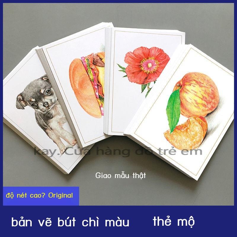 Tranh sao chép thẻ Vẽ bút chì màu Đào tạo mỹ thuật cho trẻ em Kiến thức cơ bản người mới bắt đầu In HD