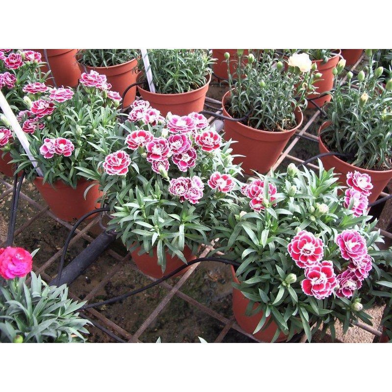 Hạt Giống Hoa Cẩm Chướng Chùm Mix Đủ Màu