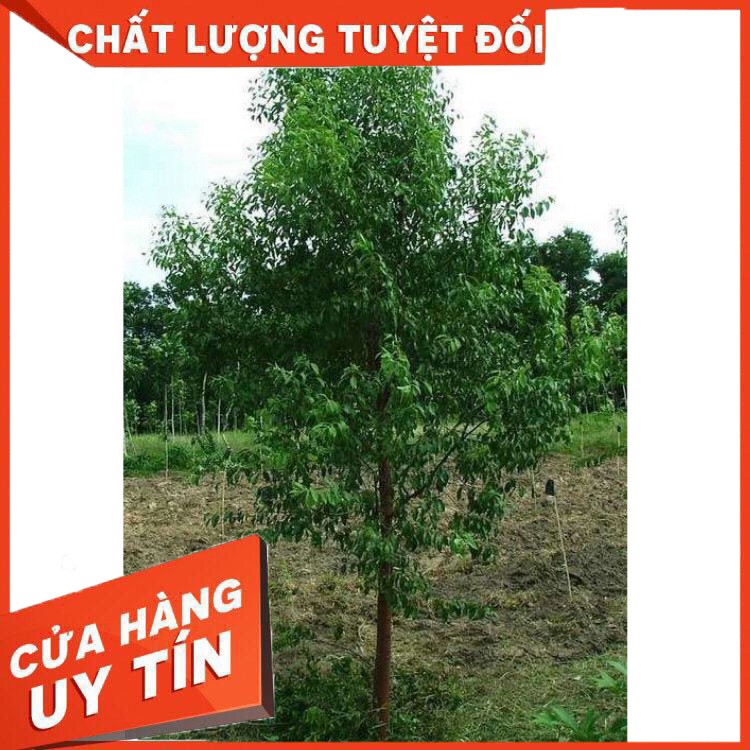 Cây đàn hương ấn độ