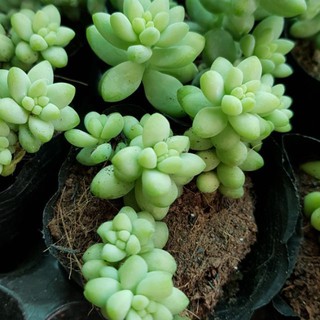 Sen đá chuỗi ngọc bi