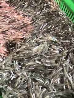Cá cơm khô size nhỏ