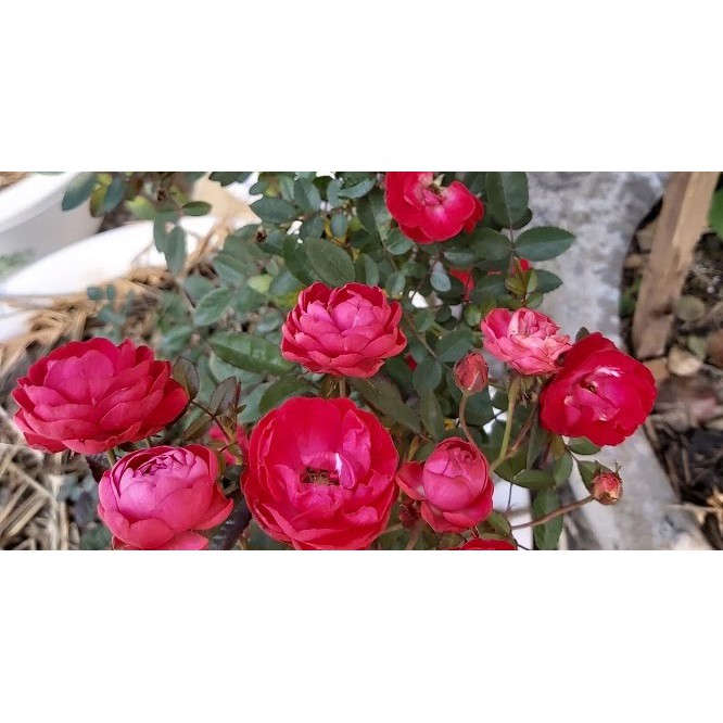 Cây hoa hồng Trứng đỏ trắng hồng đã có hoa cao 40 cm (ảnh thật)