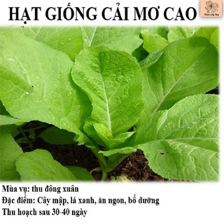 Hạt giống rau cải canh xanh cao sản LUCKY SEEDS