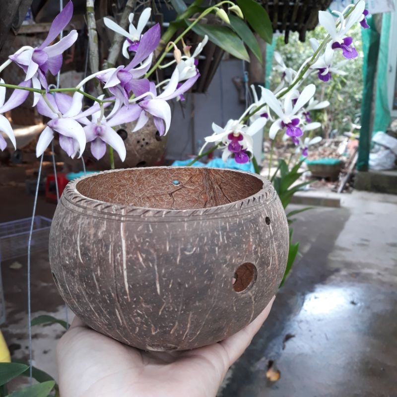Chậu không hoa văn SIZE LỚN