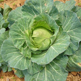 [Hạt giống Đài Loan] Hạt giống bắp cải trái tim Đài Loan - tỷ lệ nảy mầm 95% (gói 50 hạt)