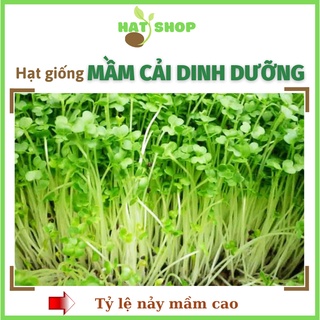 Giống rau mầm cải dinh dưỡng hạt giống uy tín chất lượng - hạt shop