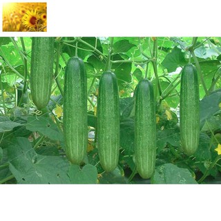 Hạt Giống Dưa Chuột Nếp Ta (30 Hạt)