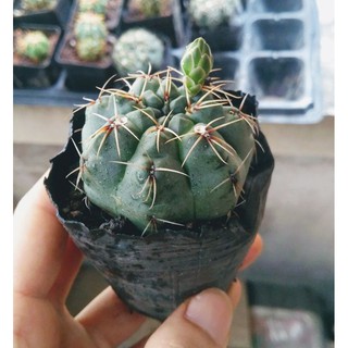 Xương rồng thần long - Tiểu cảnh