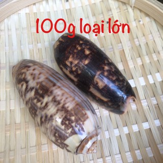 Vỏ ốc trang trí, vỏ ốc dừa