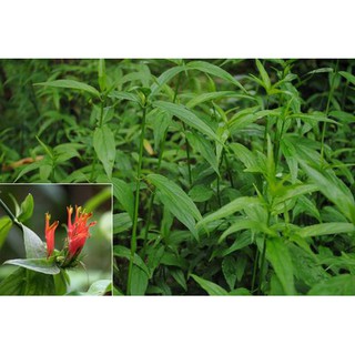 Cây Xương Khỉ