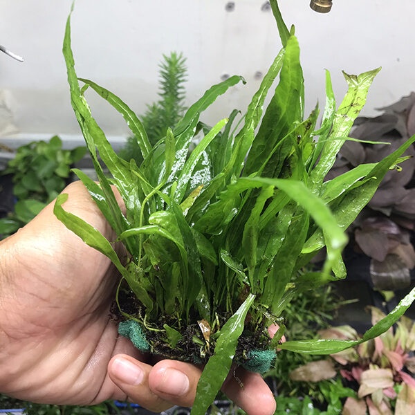 Cây thủy sinh Dương xỉ lá dẹt