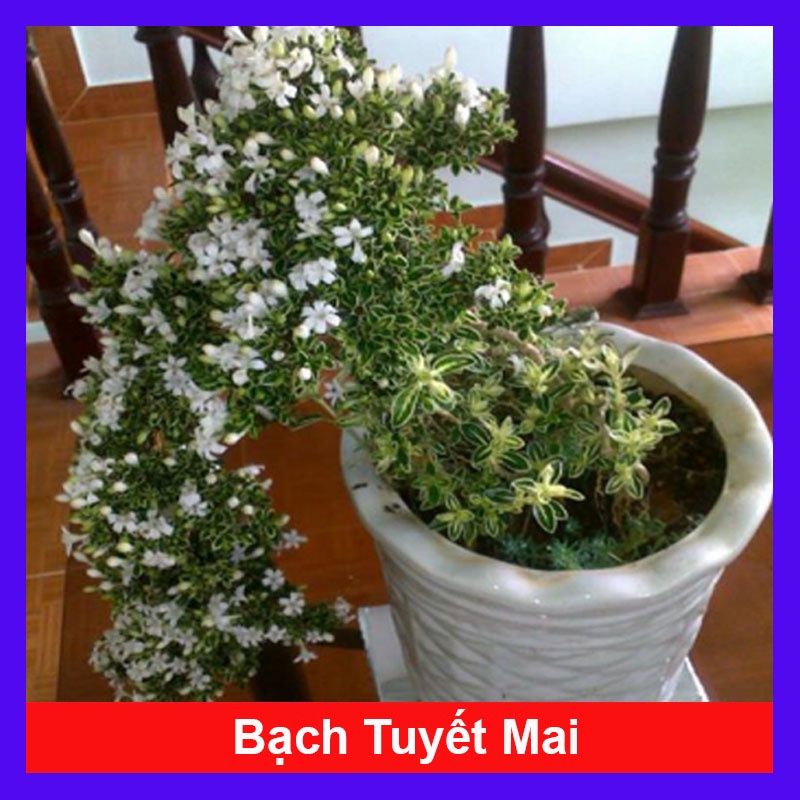 Cây cảnh bạch tuyết mai + tặng phân bón cho cây - caykiengsadec