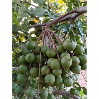 Cây Giống Macca Ghép Chuẩn