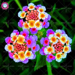 Hoa ngũ sắc kép(1 bầu cây)
