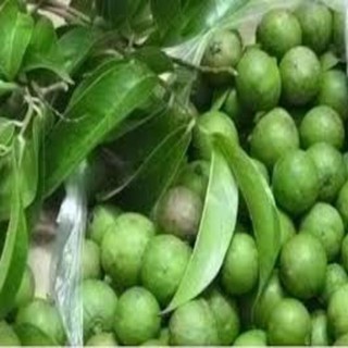 Cây giống sấu ghép. Cây giống cghuaanr F1 sai quả cho năng suất cao