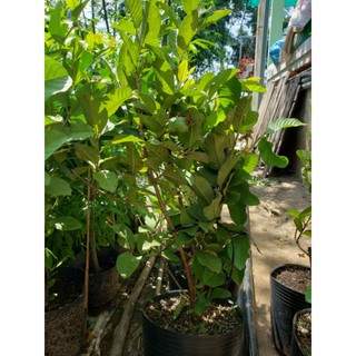 Cây ổi nữ hoàng đag trái