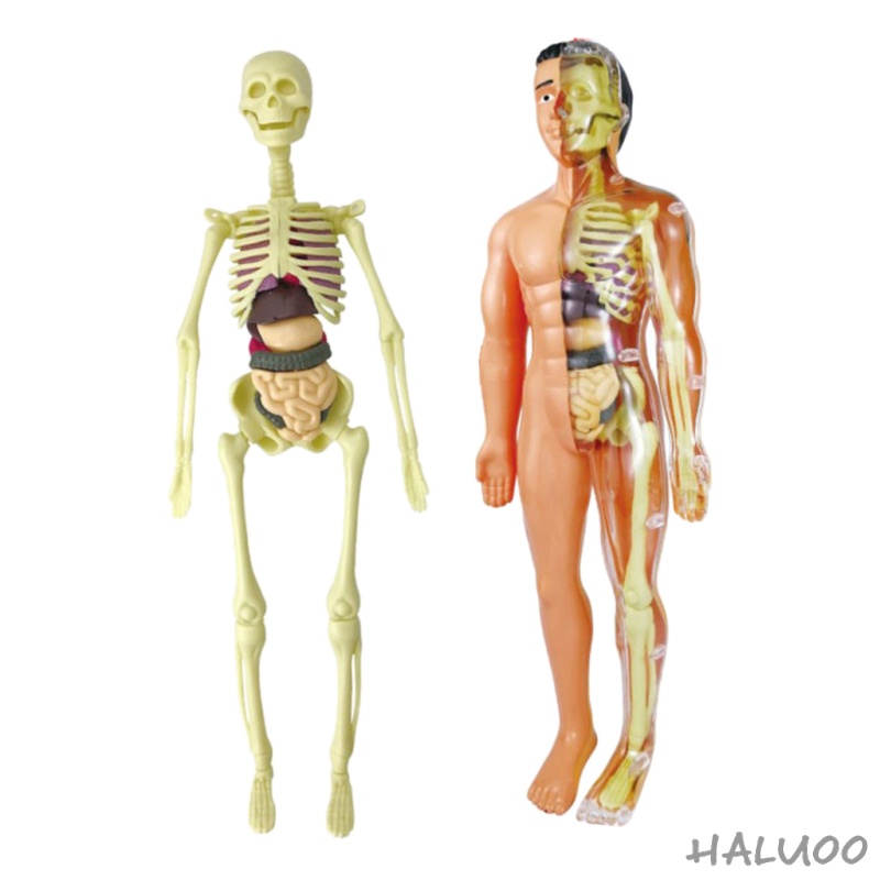 Mô Hình Bộ Xương Người Dùng Giải Phẫu Cơ Thể Với Xương Nhìn Như Thật Và Chuyển Động Cho Học Khoa Học Trẻ Em