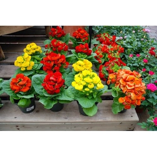 HẠT GIỐNG HOA HUYỀN SÂM