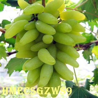 Hạt nho Hạt giống nho Kyoho 10h