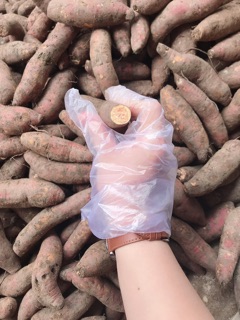 combo4 kg khoai mật155k