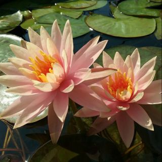 Cây hoa súng Thái mini màu cà rốt