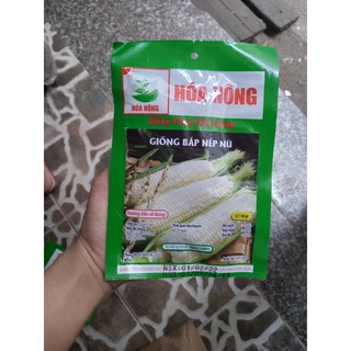 Hạt giống bắp nếp nù
