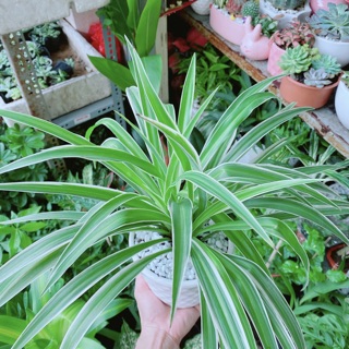 Chậu Cây Lan Chi (Dây Nhện)