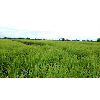 Tinh dầu sả nguyên chất