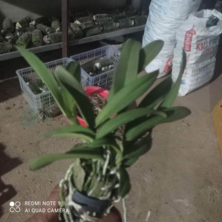 lan cattleya 2 lá tử hạc