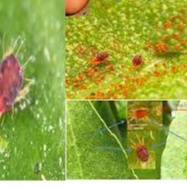 THUỐC ĐẶC TRỊ NHỆN ĐỎ ETOMAN 20SC DẠNG SỮA:DIỆT SẠCH CÁC LOẠI NHỆN VÀ TRỨNG.HIỆU QUẢ VƯỢT TRỘI,KHÔNG NÓNG ,MÁT CÂY