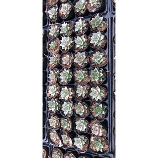 Combo 30 Sen đá chậu bầu nhỏ (30 tặng 2)