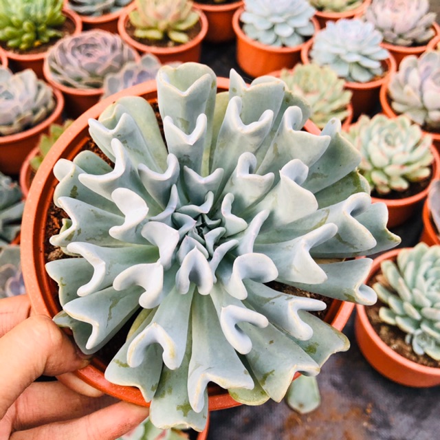 Sen đá Cúc bạc (chậu đại 15cm)