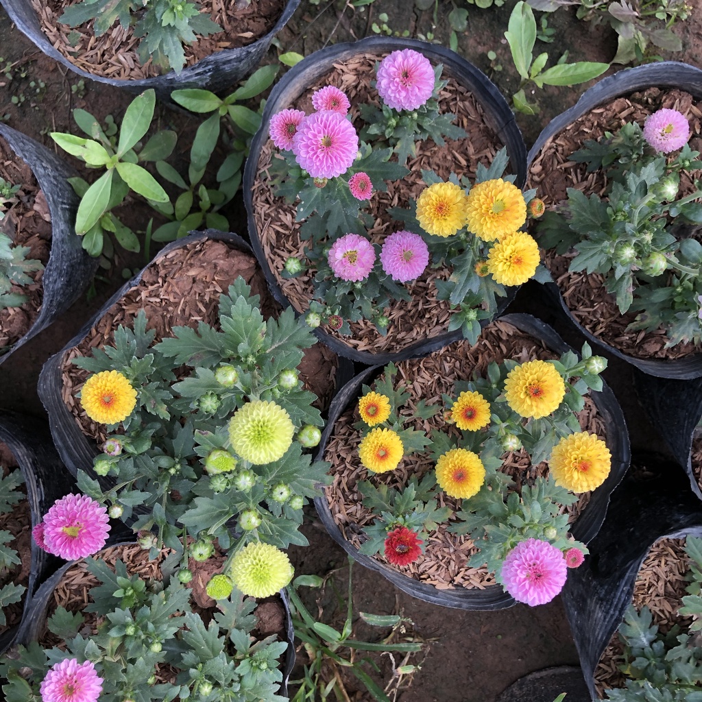 Cây hoa cúc tứ quý, chiều cao 15cm sai nụ hoa nở bắt mắt dễ chăm sóc sức sống mãnh liệt dùng trang trí sân vườn