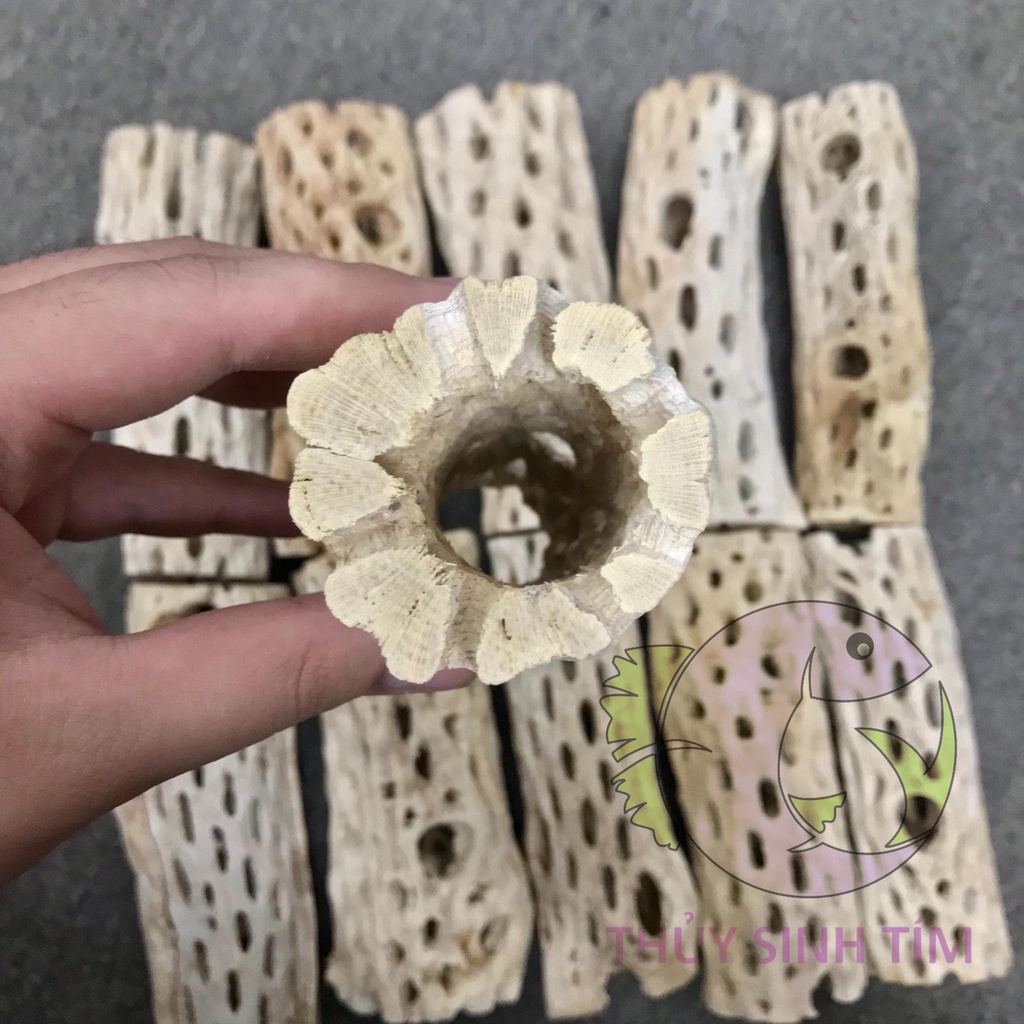 Lũa Teddy Bear Cholla Cho Tép Cảnh -Cholla Teddy Bear - Lũa Xương Rồng Rỗng Ruột Size Lớn - Trang Trí hồ tép-shopleo