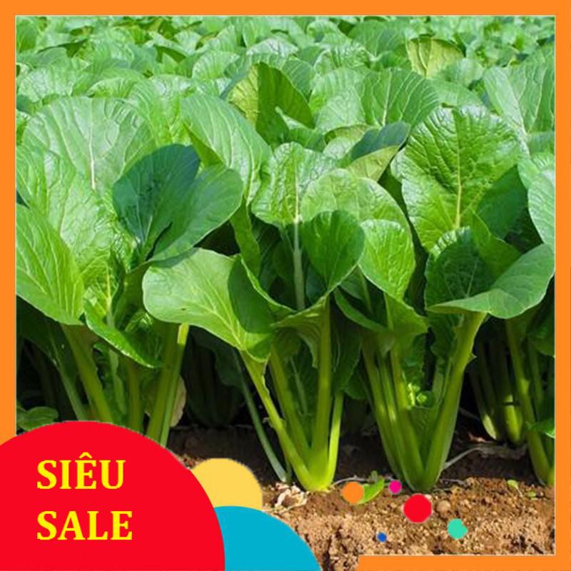 Gói 10 gr hạt giống rau cải ngọt tuyền TẾT KHUYẾN MẠI
